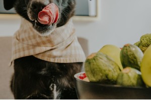 10 грешки при храненето на кучето, които да избягваме